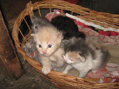 Прикрепленное изображение: IMG_0670.JPG